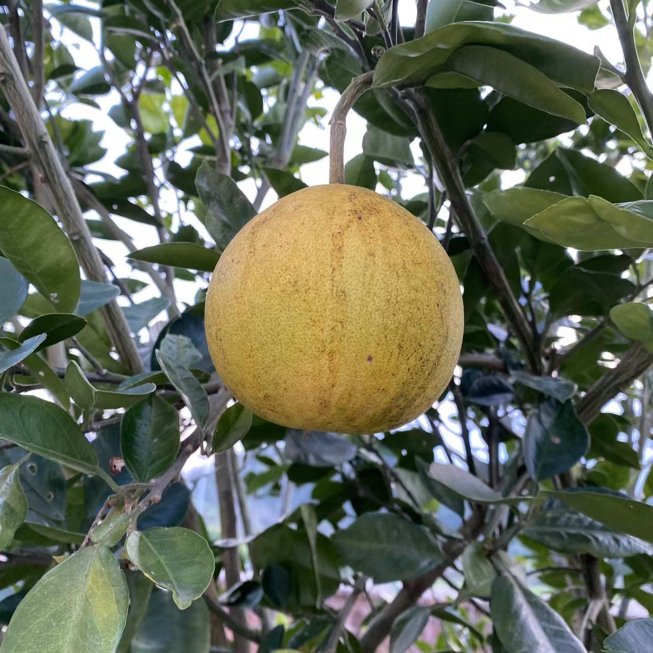 小柚子老品种药柚酸苦甜新鲜水果