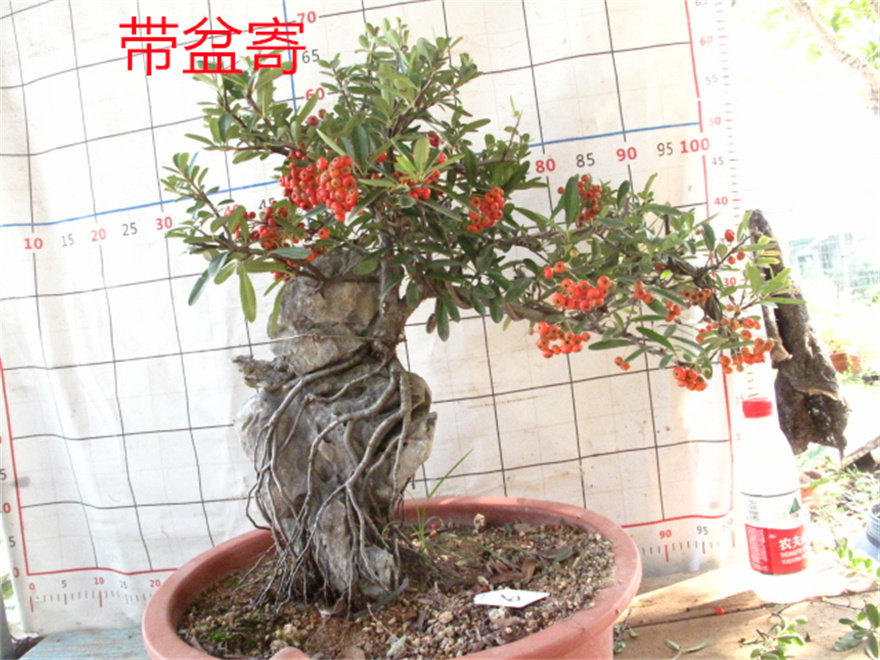 家里摆上这盆日本火棘沙棘盆景,真的会旺宅!