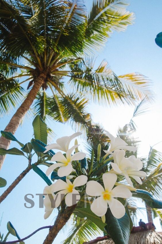 鸡蛋花盛开的国度—巴厘岛