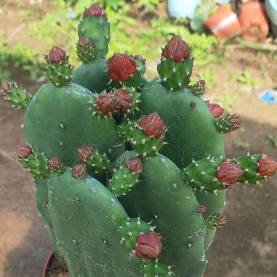 无刺红花胭脂仙人掌:吃货与植物控的双重天堂