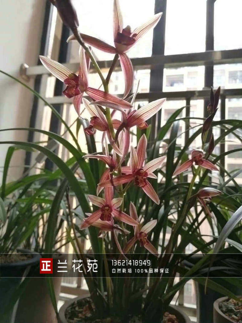 状元红兰花太惊艳!养它真的太值了!