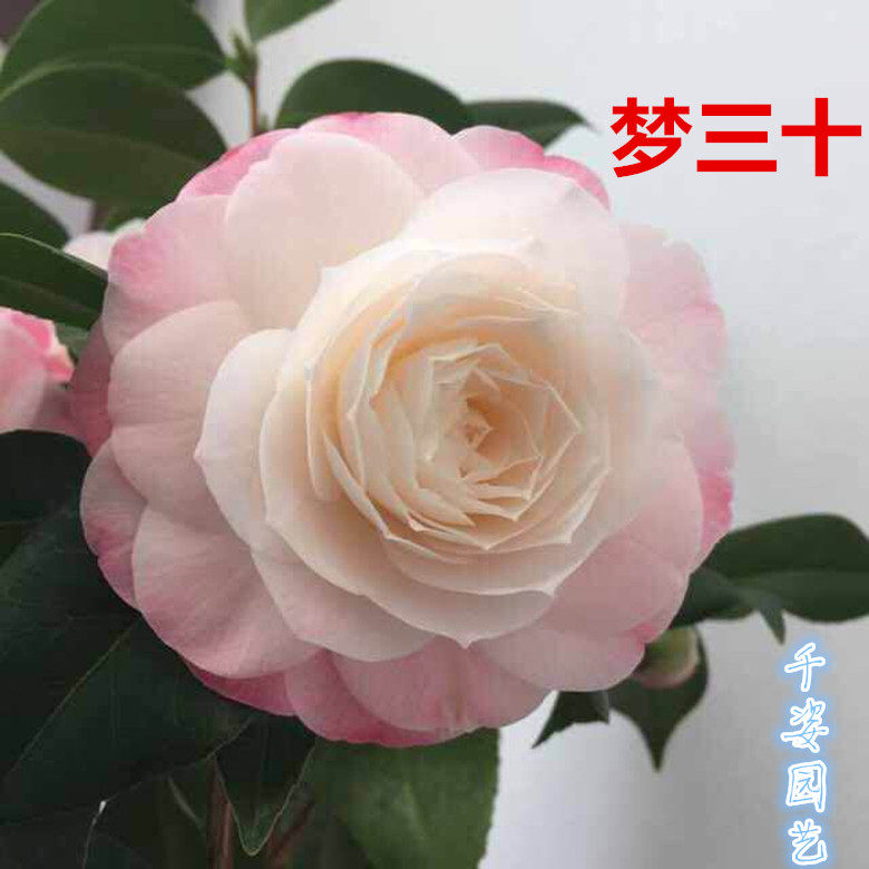 为什么梦三十茶花能成为庭院种植首选?