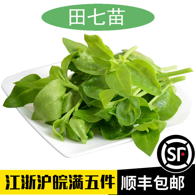 田七苗叶的隐藏秘密,你真的了解吗?