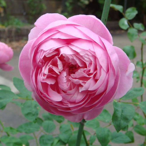 看了才知道,为啥这5种日本月季不可错过-北京园艺-北京生活资讯-北京