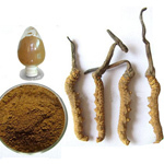 Yarsagumba Extract