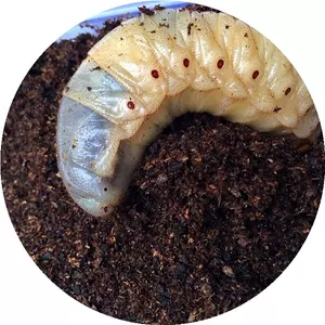 甲虫木屑发酵木屑 新人首单立减十元 22年3月 淘宝海外