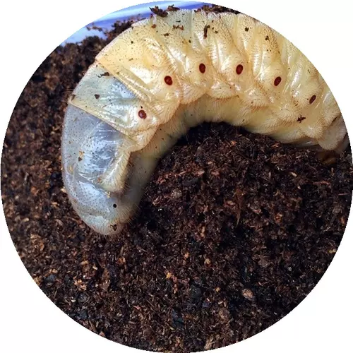 发酵木屑幼虫 新人首单立减十元 22年2月 淘宝海外