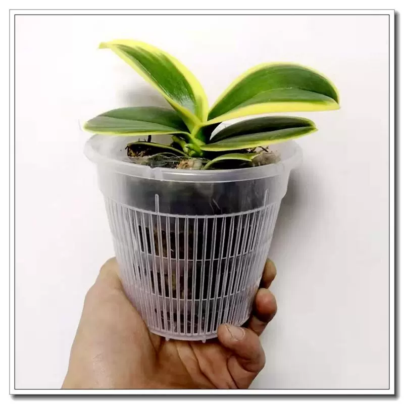 胡蝶兰 新人首单立减十元 21年11月 淘宝海外