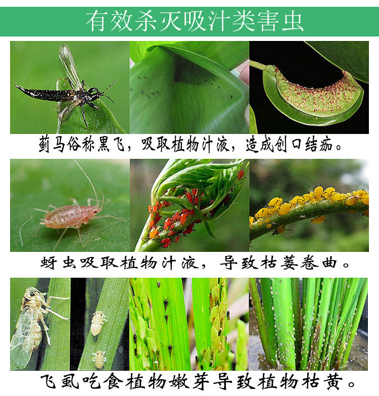 庭院室内盆栽巴西铁茉莉花罗汉松佛肚竹薄荷茶花三角梅打虫药杀剂 虎窝淘