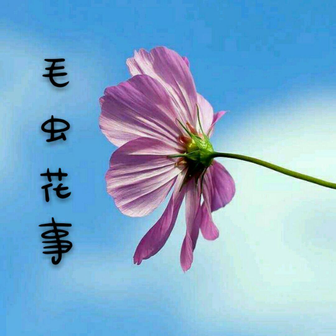 毛虫花事