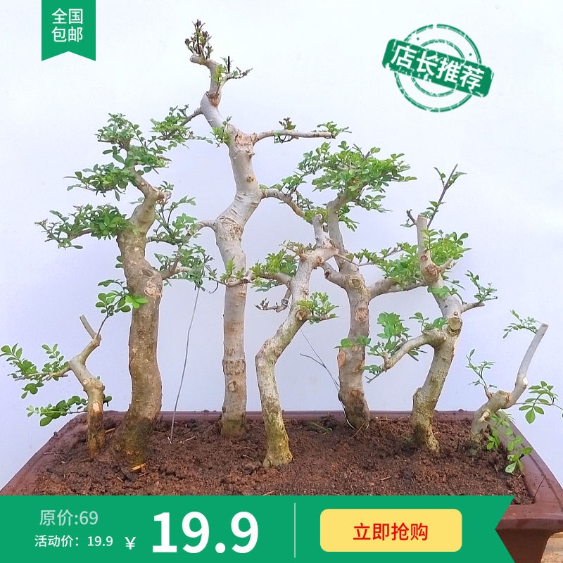 对节白蜡新品丛林花卉造型耐旱阳台庭院盆景N小苗组合绿植易成活-图3