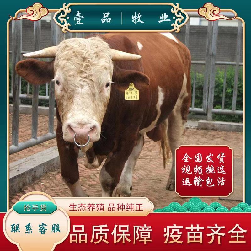 西门塔尔牛鲁西黄牛改良肉牛纯种牛犊杂交小牛犊子U小牛崽活牛养 - 图0