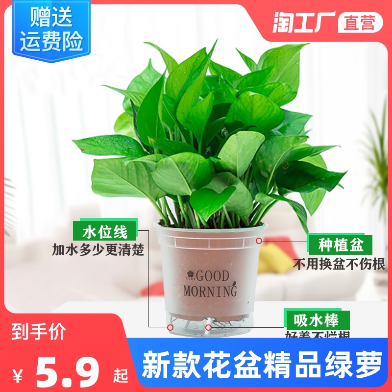 绿萝盆栽除甲醛净化空气室内办公室水培花卉绿植新房家用吸甲醛