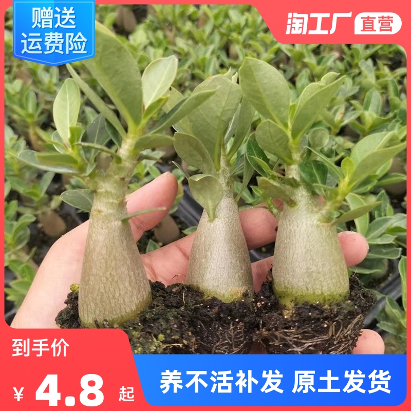 沙漠玫瑰盆栽重瓣四季开花好养老桩室内多色阳台花卉绿植多肉易活