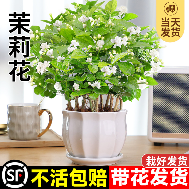 茉莉花苗盆栽花卉植物室内驱蚊栀子花水培好养绿植九里香四季开花