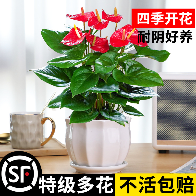 特级红掌盆栽一帆风顺花卉植物室内绿植鸿运当头白掌水培四季开花