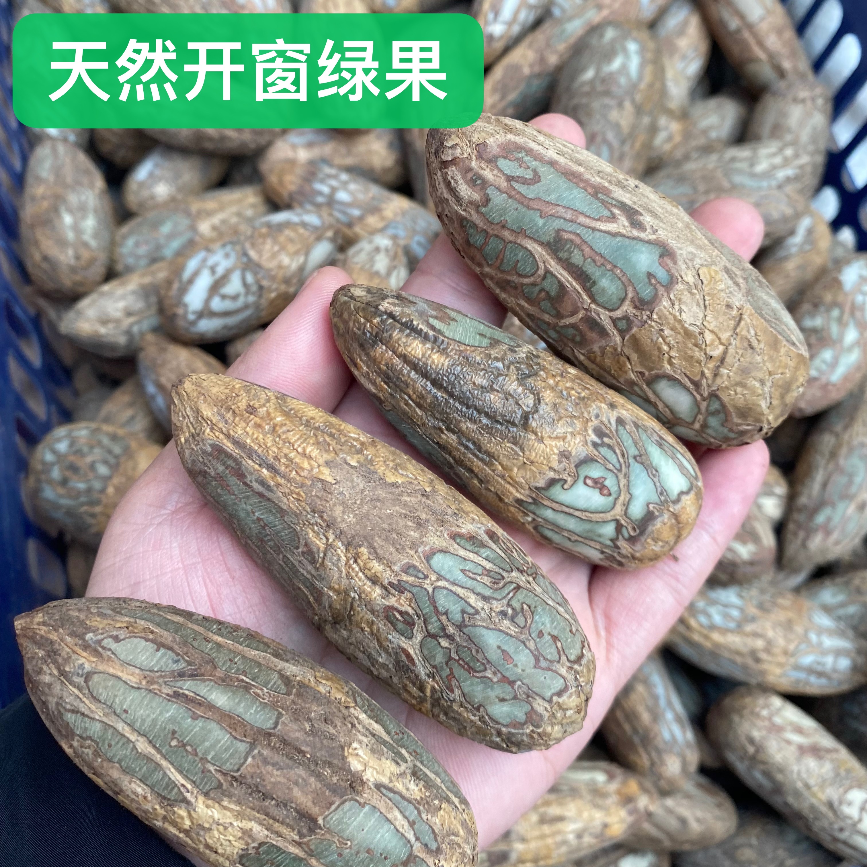 千眼菩提原籽原料果天然开窗绿色手串手把件精品单颗佛珠打磨挂件