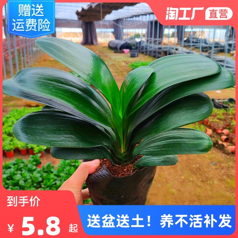 四季君子兰盆栽圆头和尚带花苞小苗蝴蝶兰花卉耐寒室内好养绿植物