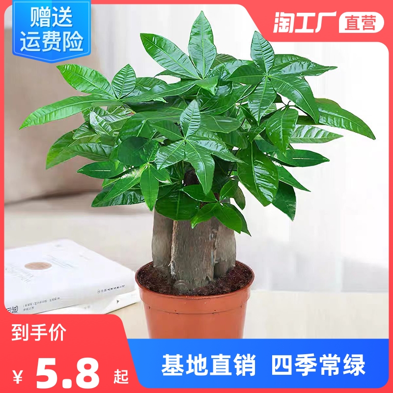 发财树盆栽室内植物客厅吸甲醛好养小盆景四季常青办公室花卉绿植