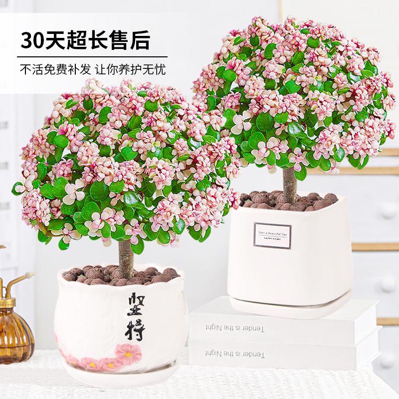 金枝玉叶盆栽花卉绿植物室内外耐寒棒棒糖多肉老桩盆景摆件四季开