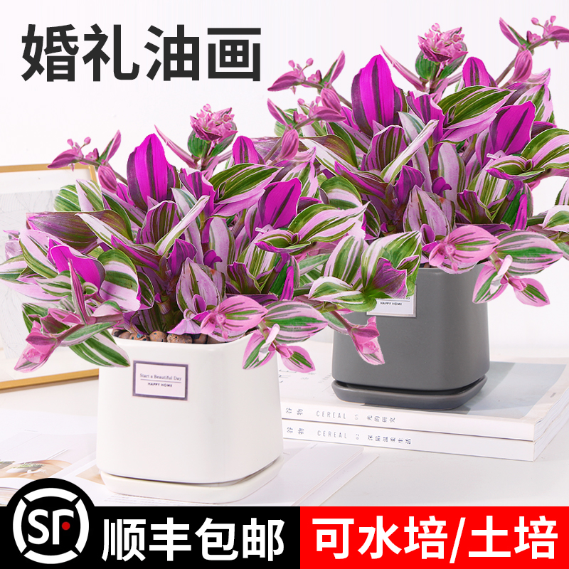 油画婚礼吊兰大棵多肉锦紫露兰桌面花卉室内阳台绿植盆栽水培植物