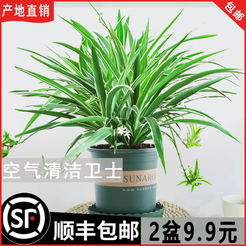 金边吊兰盆栽花卉植物室内阳台净化空气去甲醛小绿植水培垂吊客厅