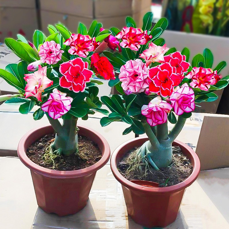 重瓣沙漠玫瑰花苗盆栽四季花卉绿植物老桩室内阳台小盆景开花不断