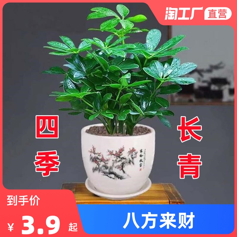 八方来财鸭脚木四季常青室内阳台桌面绿植盆栽花卉发财树苗招财树