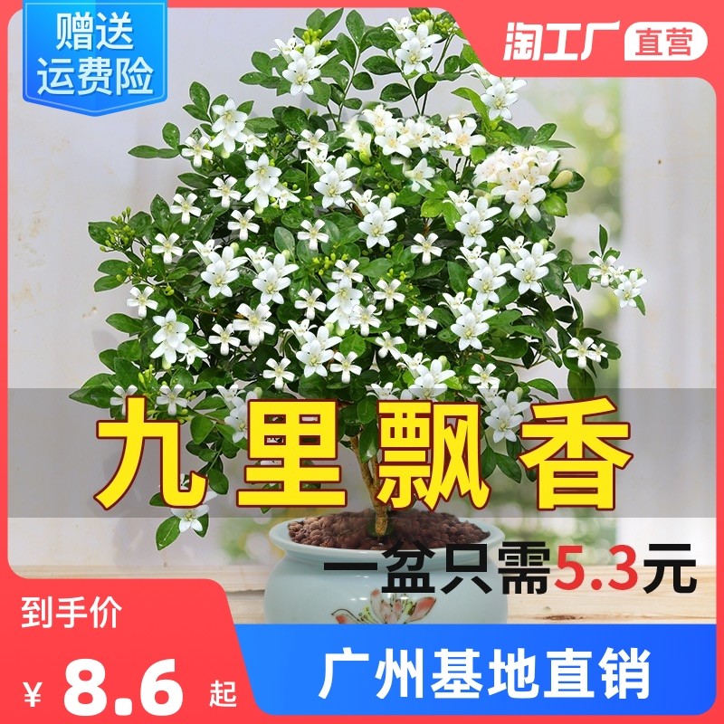 九里香盆栽水培植物室内驱蚊草浓香四季开花千里眼七里香好养绿植