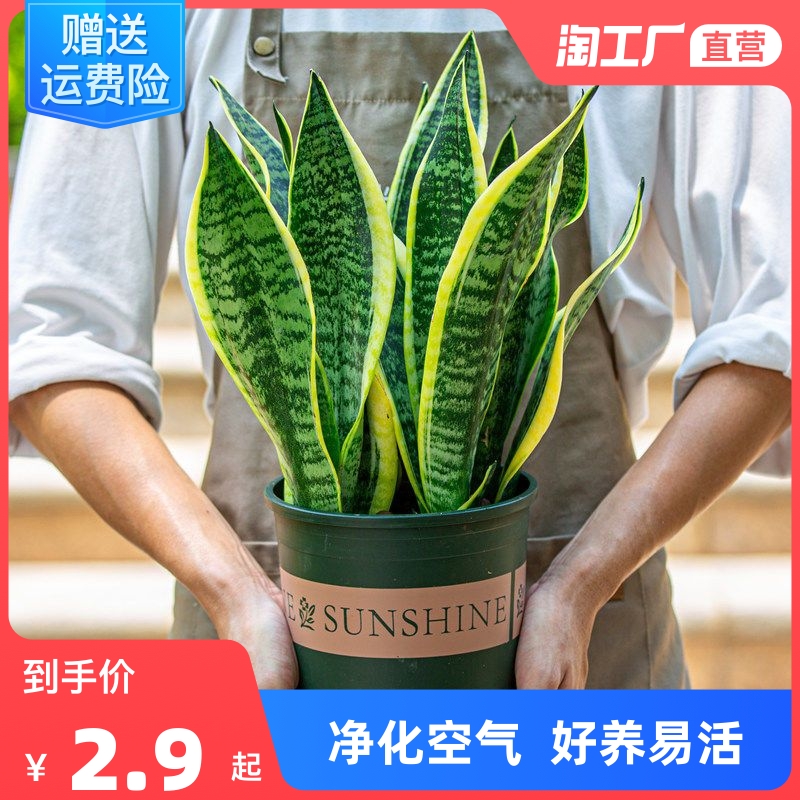 金边虎皮兰虎尾兰盆栽花卉多肉水培植物绿植室内吸办公室四季常青