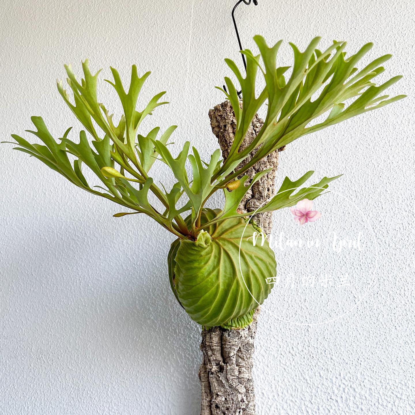 亚洲猴脑 鹿角蕨 室内观叶耐荫多年生新奇植物立叶鹿角蕨优雅高级 - 图1