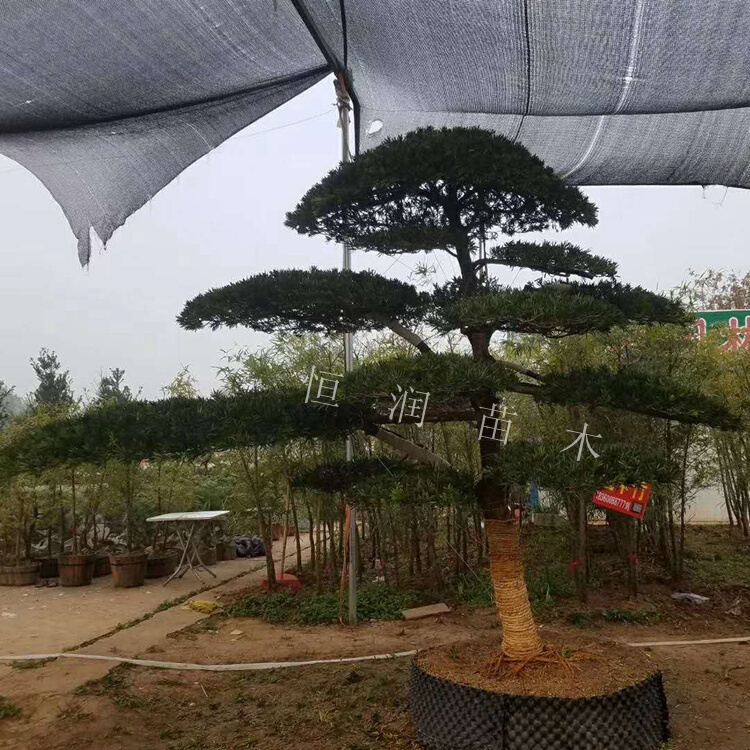 植物松带米叶老桩造型肥松树真树_小叶罗汉松盆景迎客松大型高档-图2