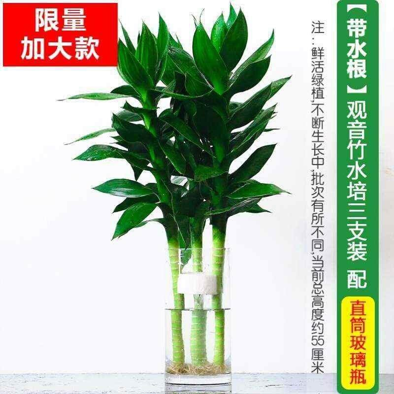 富贵竹粗杆耐水适合放卧室的无土水培绿植竹类比较好养的植物水中