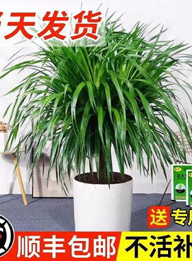 龙须树盆栽大型客厅多头绿植办公室内龙血树造型小苗带土老桩盆景