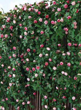仿真蔷薇花藤 塑料假花玫瑰花壁挂藤蔓墙面室内吊顶装饰遮挡批发