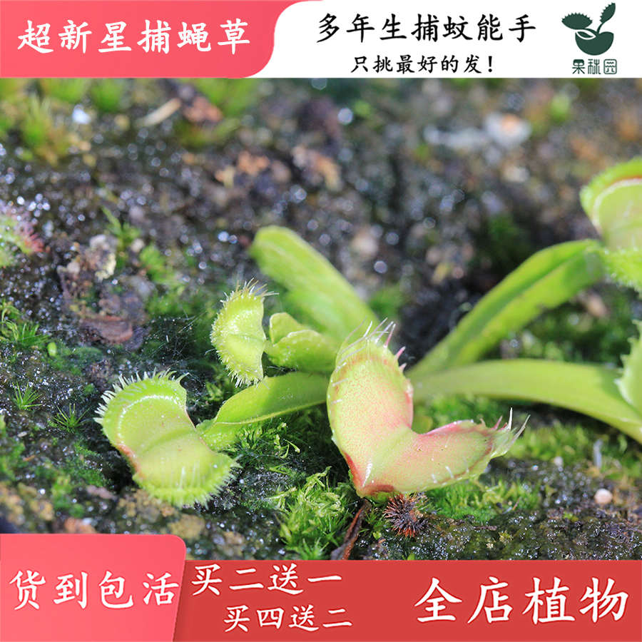 超新星捕蝇草【绒球捕蝇草食虫植物食虫草高端特征品种绿植盆栽】 - 图1