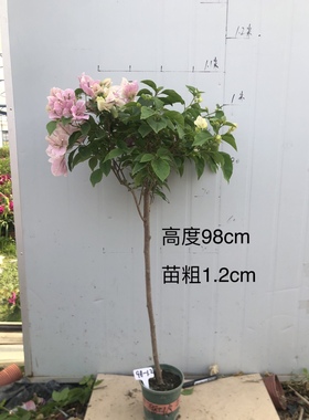 勤花三角梅高杆棒棒糖老桩耐寒爬藤植物阳台四季开花盆栽绿植包邮