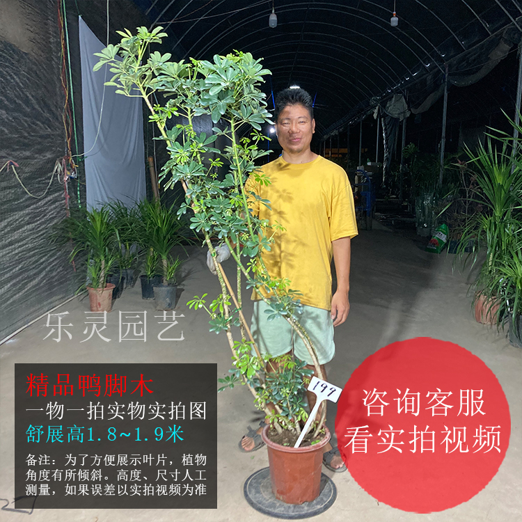 型大型绿植物造来财盆景鸭掌枝飘斜方客厅八盆栽招财树鸭脚木老桩 - 图0