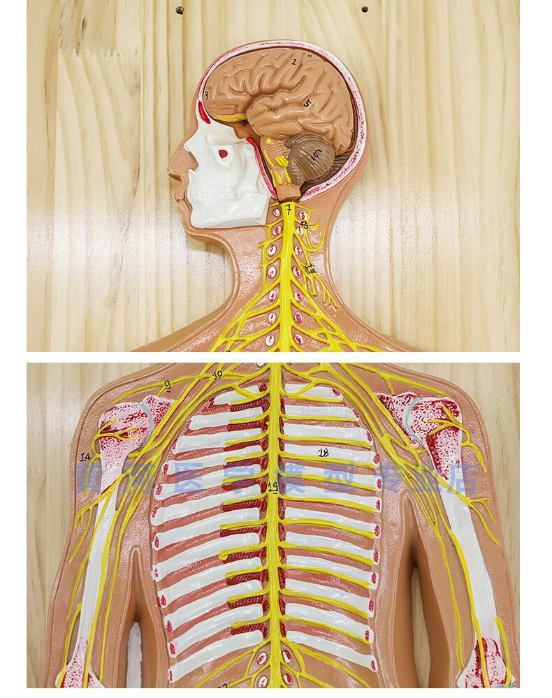 人体神经系统解剖模型 中枢神经脑脊髓 系统解剖中枢神经脑和脊髓 - 图1