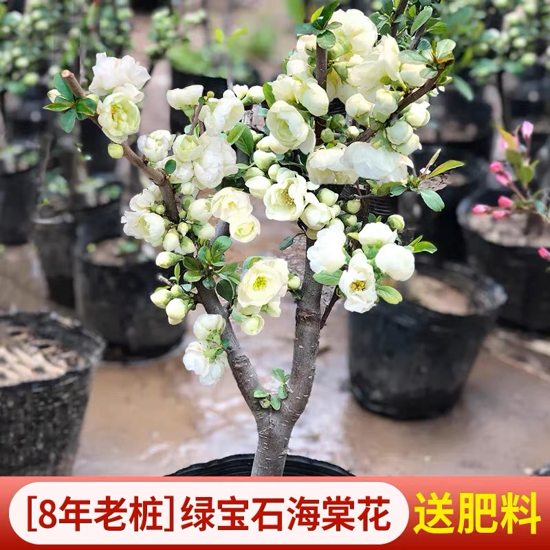 垂丝海棠花盆栽树苗四季开花植物室内红玉花盆景绿植阳台庭院花卉-图0