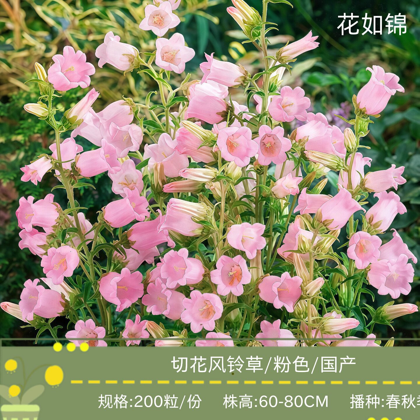 เมล็ดพันธุ์ดอกกระดิ่งสำหรับตัดดอก เมล็ดพันธุ์ดอกกระดิ่งสีชมพู เมล็ดพันธุ์ดอกกระดิ่งสำหรับปลูกในฤดูใบไม้ผลิและฤดูใบไม้ร่วง ใช้เป็นไม้ประดับในกระถางบนระเบียง หรือปลูกในแปลงดอกไม้ในสวน