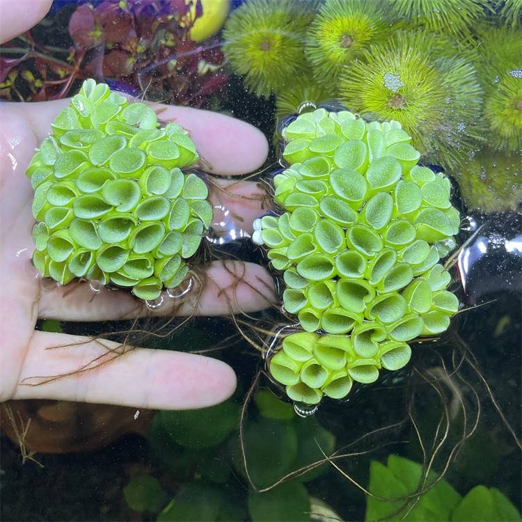 浮萍水草肚兜萍水生水养植物净化水质一叶莲鱼虾缸淡水族鱼缸造景 - 图0