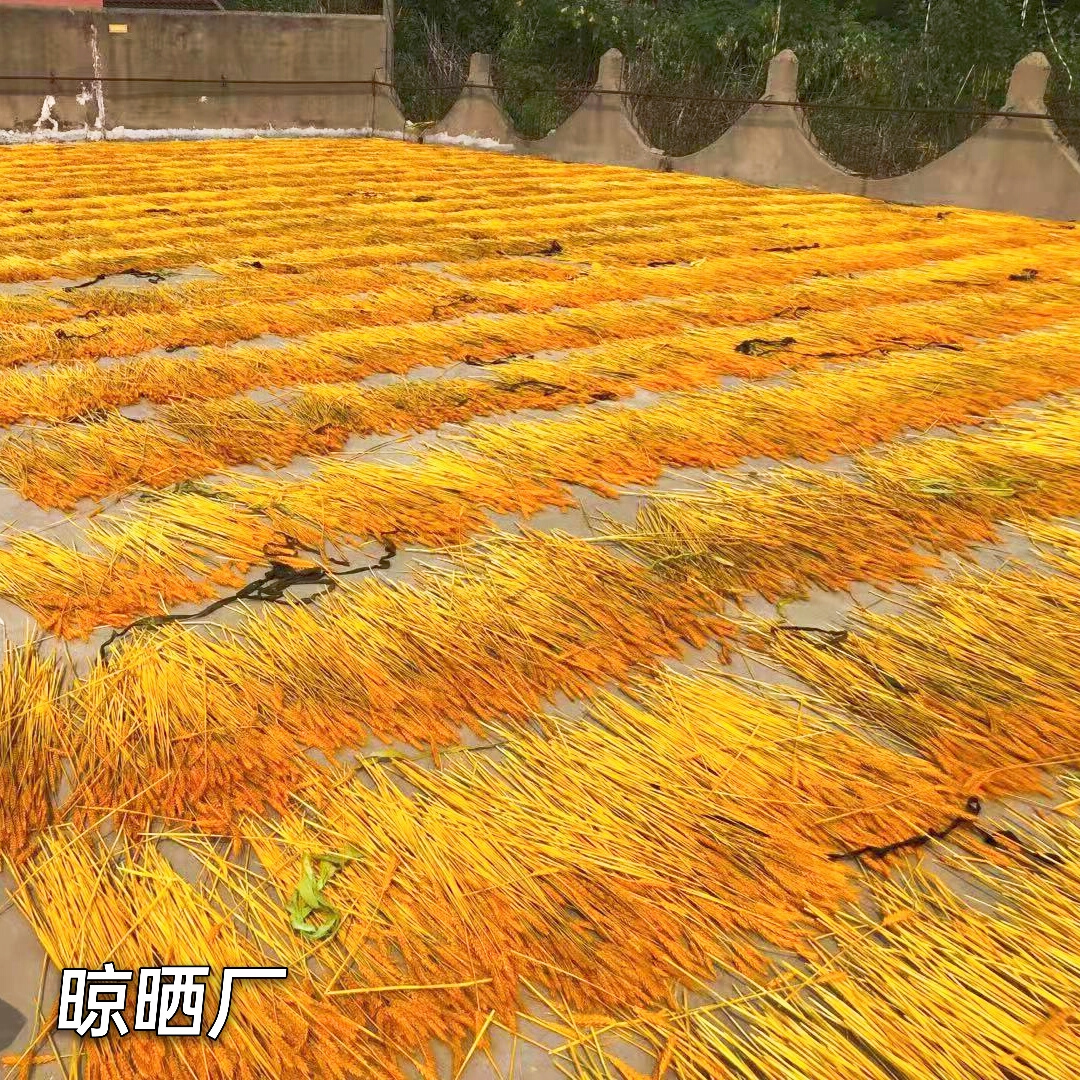 开业大麦天然黄金麦穗干花花束客厅田园装饰摆件插花1万支装整箱-图1