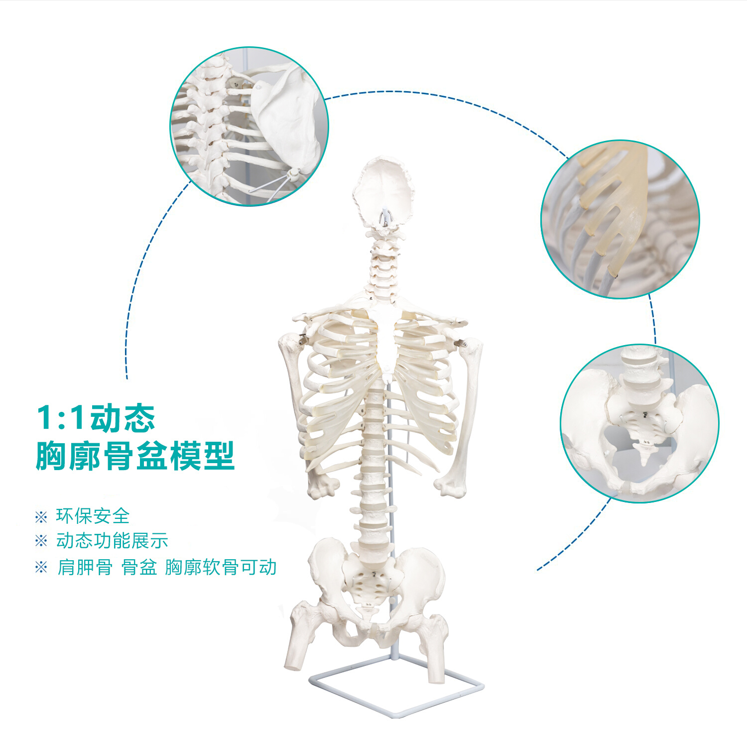 动态人体胸廓脊柱骨盆骨骼模型脊椎胸椎胸阔半身骨架康复关节可动 - 图0