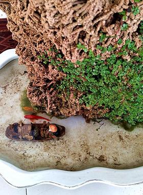 天然麦管石原石 吸水石假山盆景上水石原石 水秀石芦管石鱼缸造景