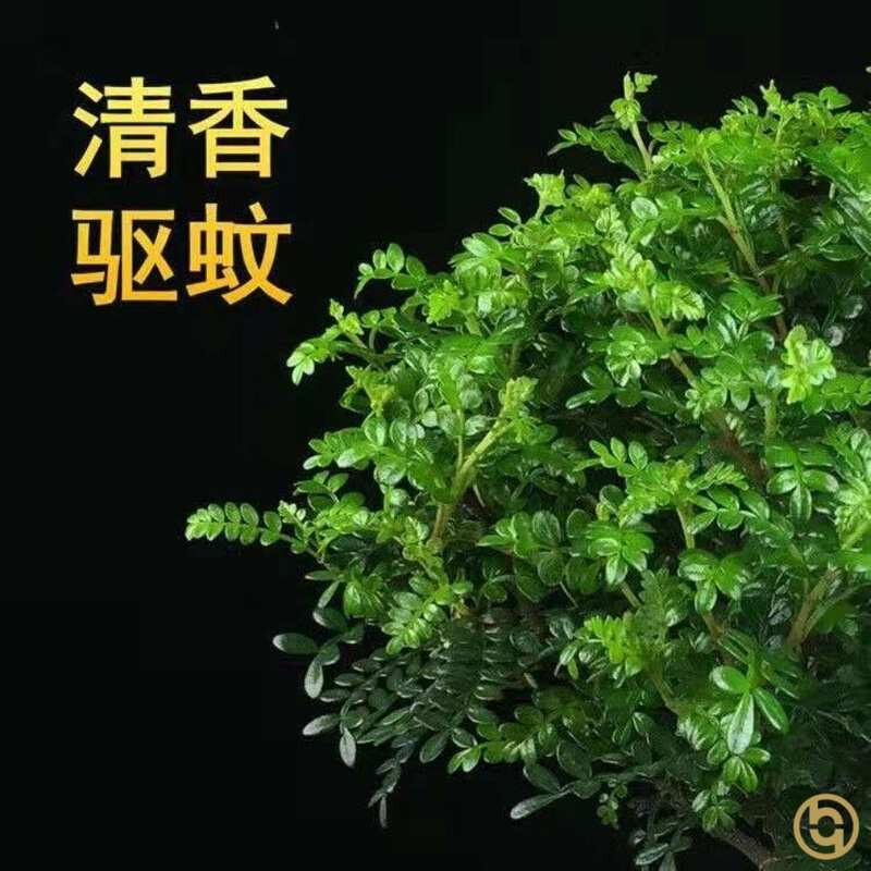 清香木老桩盆景适合家里养的绿植除甲醛新房家用驱蚊驱虫四季常青-图2