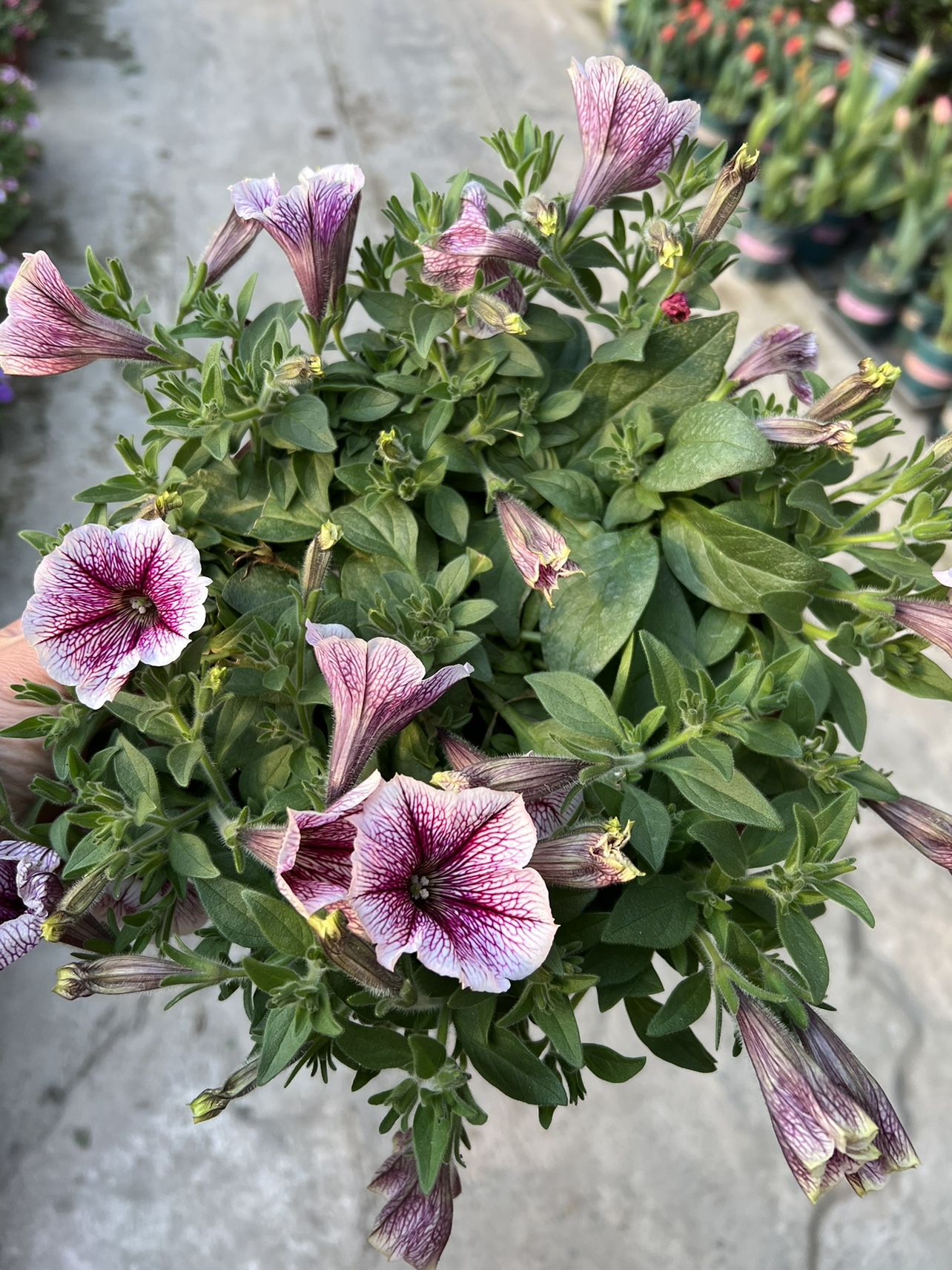 垂吊牵牛花重瓣矮牵牛盆栽花卉庭院阳台花卉植物易养带花发货-图2