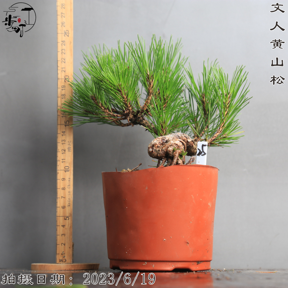 黄山松茶桌盆景造型盆栽微型植物老桩迎客松室内阳台好养一物一拍 - 图1