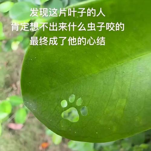 创意熊掌压花器可爱卡通印花机儿童打孔机玩具DIY迷你小号打洞器 - 图2