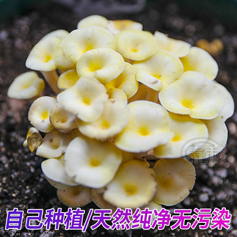 蘑菇菌包菌菇种植包平菇香菇灵芝磨菇种金针菇可食用菌种家庭家种 - 图2